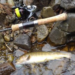 雨の渓流ミノーイング